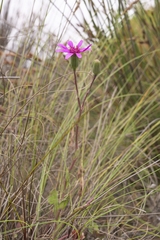 Senecio cymbalarifolius