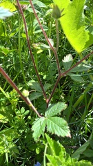 Drymocallis rupestris