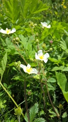 Drymocallis rupestris