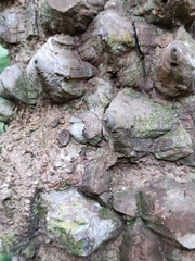 Mezoneuron cucullatum