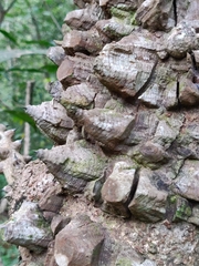 Mezoneuron cucullatum