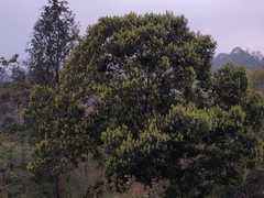 Actinodaphne malabarica