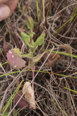 Senecio cymbalarifolius