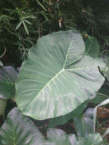 Xanthosoma taioba, photograph 6