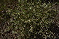 Trichodesma zeylanicum