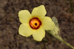Hibiscus panduriformis