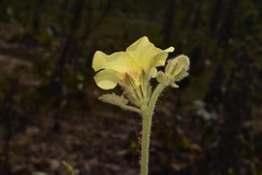 Hibiscus panduriformis