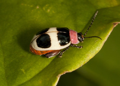Alagoasa bipunctata