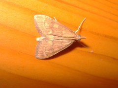 Udea fulvalis
