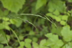Elymus pendulinus