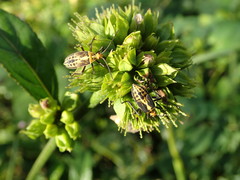 Hypselonotus linea