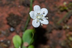Parnassia petitmenginii