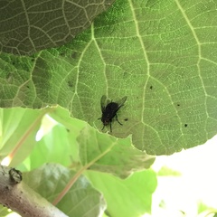 Diptera