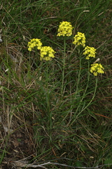 Erysimum sylvestre