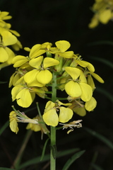 Erysimum sylvestre