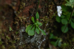 Parnassia petitmenginii