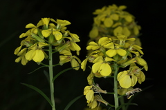 Erysimum sylvestre