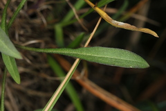 Erysimum sylvestre