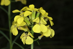 Erysimum sylvestre