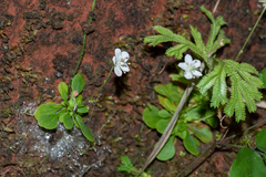 Parnassia petitmenginii