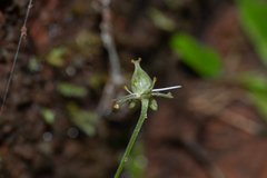 Parnassia petitmenginii