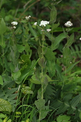 Peltaria alliacea
