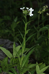 Hesperis matronalis candida