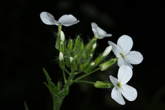 Hesperis matronalis candida