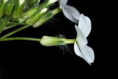 Hesperis matronalis candida