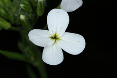 Hesperis matronalis candida