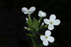 Hesperis matronalis candida