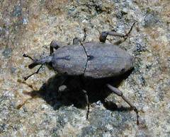 Sphenophorus callosus