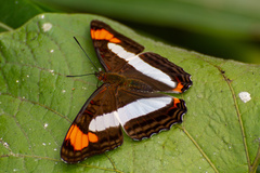Adelpha paroeca paroeca