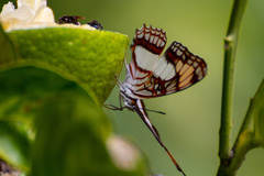 Adelpha paroeca paroeca