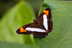 Adelpha paroeca paroeca