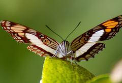 Adelpha paroeca paroeca