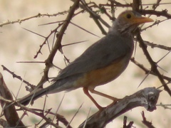 Turdus tephronotus