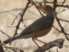 Turdus tephronotus