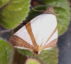 Eulepidotis rectimargo