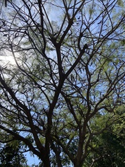 Enterolobium