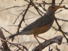Turdus tephronotus