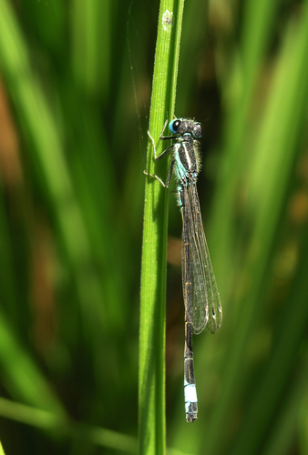 Iberian Bluetail