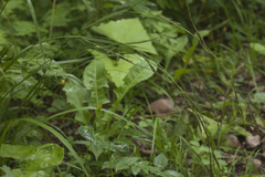 Carex bostrychostigma