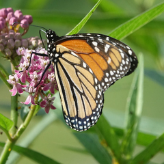 Danaus plexippus