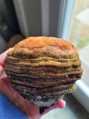 Pyrofomes juniperinus