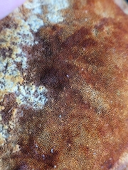 Pyrofomes juniperinus