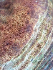 Pyrofomes juniperinus