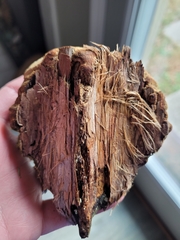 Pyrofomes juniperinus