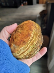 Pyrofomes juniperinus