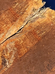 Pyrofomes juniperinus